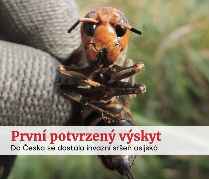 🇨🇿Agresivní sršeň, která napadá lidi, se poprvé objevila v Česku. Zaznamenali ji v Plzn...