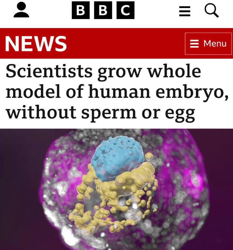 🇺🇸Bez spermatu a vajíčka: vědci vypěstovali model lidského embrya k nerozeznání od skut...