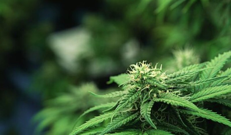 🇨🇿Blížící se legalizace konopí v České Republice.Legalizace marihuany v Česku je zase ...