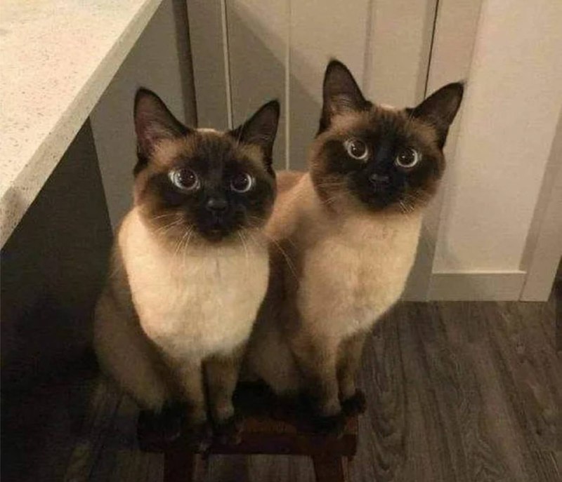 Bohatí si klonují své zemřelé domácí mazlíčky za 50 000 dolarů. Nový trend spočívajíc?...