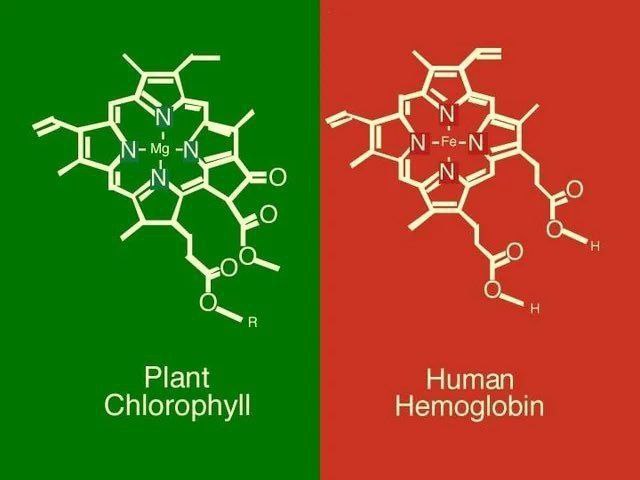 Chlorofyl a hemoglobinHlavní rozdíl je v tom, že rostlinná krev nese molekulu hořčíku (Mg), z...