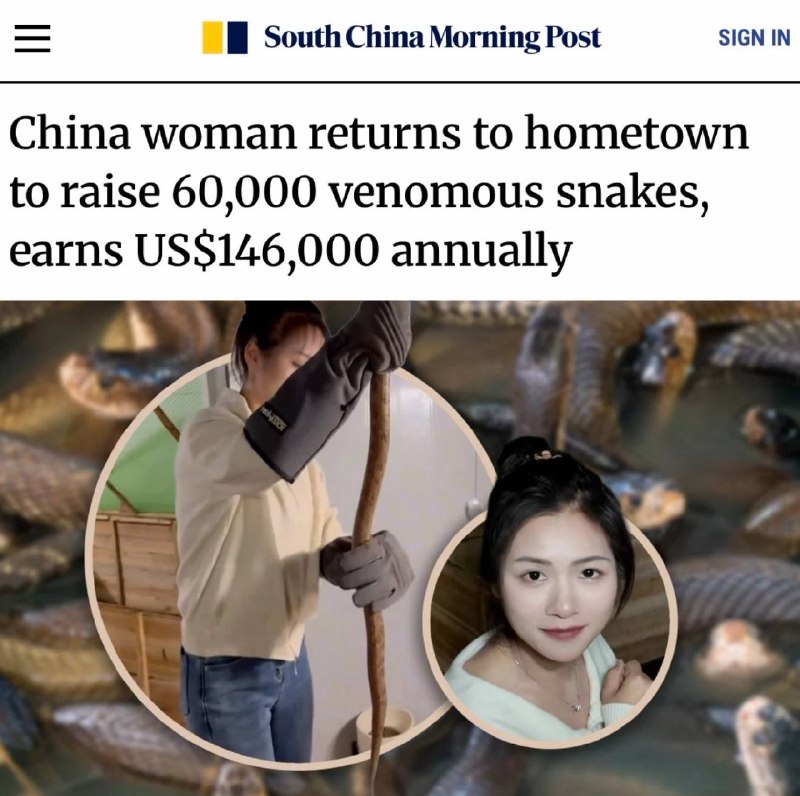 „Čínská žena se vrací do svého rodiště, aby chovala 60 000 jedovatých hadů“: Žena vyd...