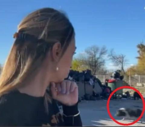 Divoká prasata ovládnou FranciiKvůli stávce popelářů se ve francouzských městech nahromadil...