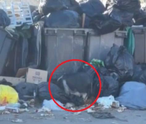 Divoká prasata ovládnou FranciiKvůli stávce popelářů se ve francouzských městech nahromadil...