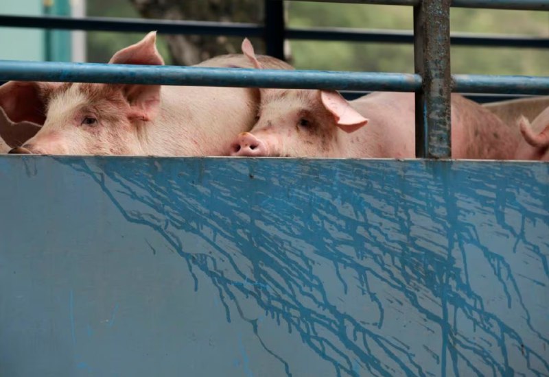 Hongkong zabije 900 prasat při vypuknutí smrtelné prasečí chřipkyPo několika případech smrt...