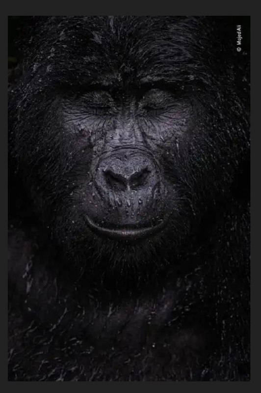 JEDEN Z VÍTĚZNÝCH SNÍMKŮ FOTOGRAFY DIVOČINY ROKU - 2021Fotograf Majed Ali z Kuvajtu šel čty?...