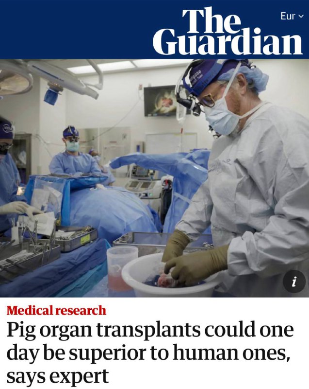 „Jednoho krásného dne může transplantace prasečích orgánů předčit transplantaci lidskýc...