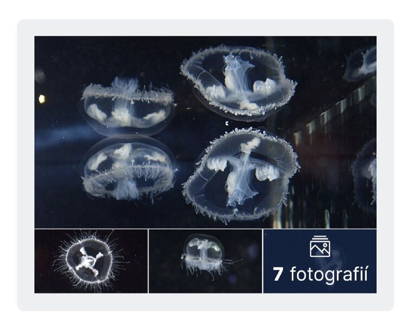 🇨🇿Nevídaný úkaz. V jezeře na Opavsku plavou stovky medúz.V našich končinách nevídaný...