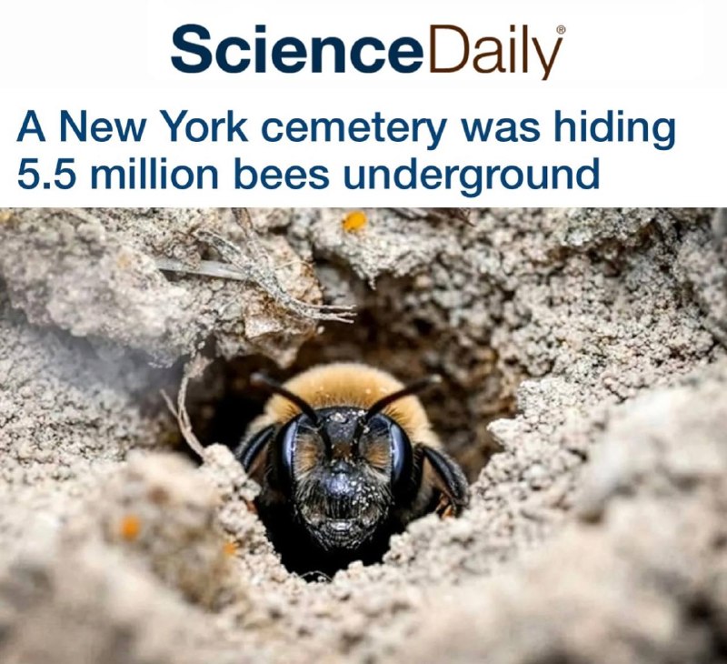 „Newyorský hřbitov skrývá pod zemí 5,5 milionu včel“: Počet včel na tomto místě je tř...