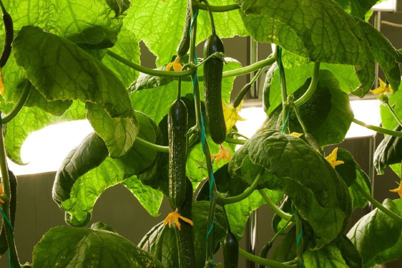 🇷🇺❤️👍Nikdy byste neuhádli, kde to je, takže hned řeknu odpověď – na jižním pó...