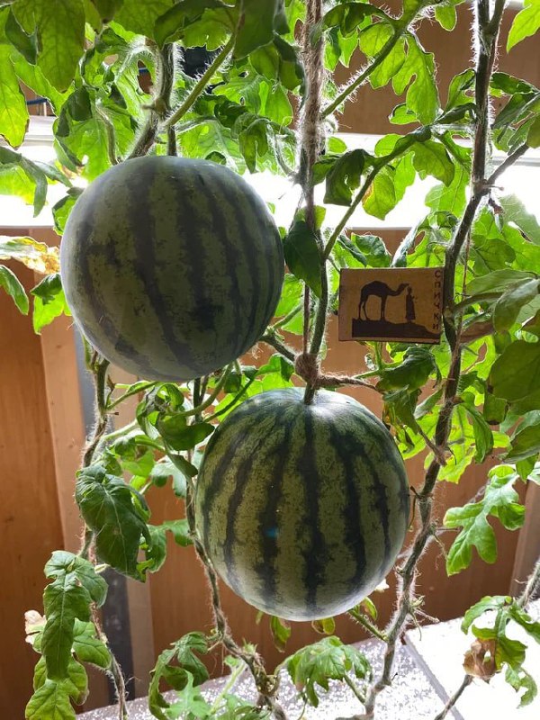 🇷🇺❤️👍Nikdy byste neuhádli, kde to je, takže hned řeknu odpověď – na jižním pó...