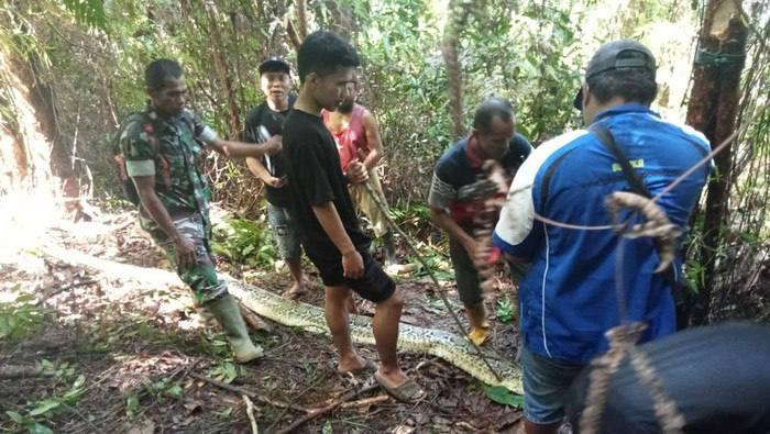 ‼️Obří krajta zaživa spolkla Indonésanku - jde o druhý případ za měsíc, píše Asean Da...