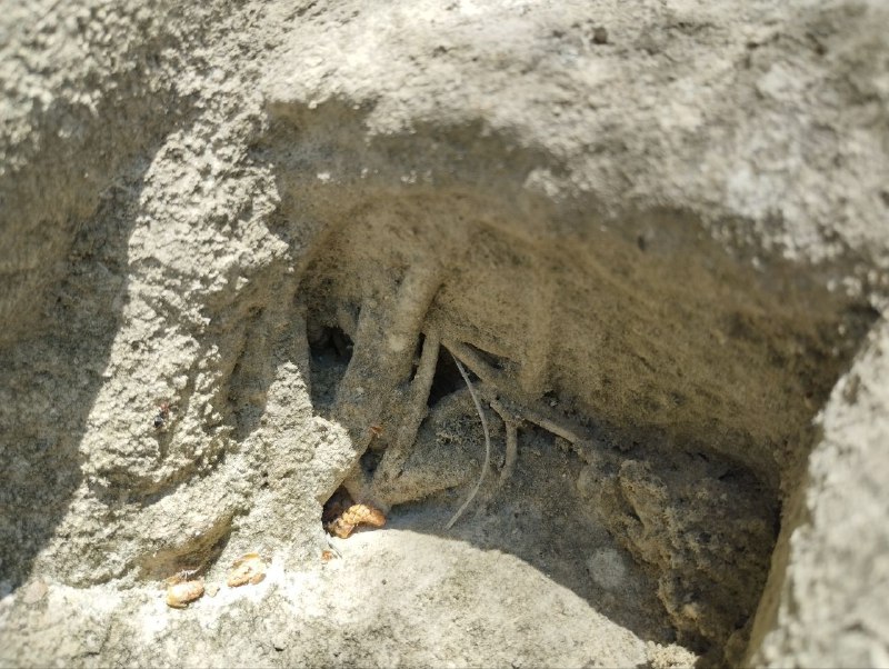 Petrifikace rozeb&iacute;r&aacute; evoluciPodle evolučn&iacute; geologie trv&aacute; dřevu miliony let, než zkamen&iacute;.Poku...