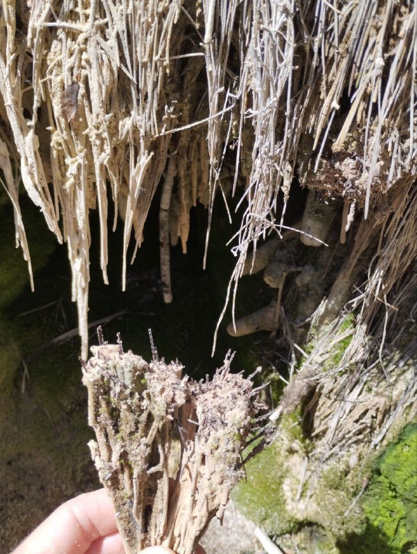 Petrifikace rozeb&iacute;r&aacute; evoluciPodle evolučn&iacute; geologie trv&aacute; dřevu miliony let, než zkamen&iacute;.Poku...