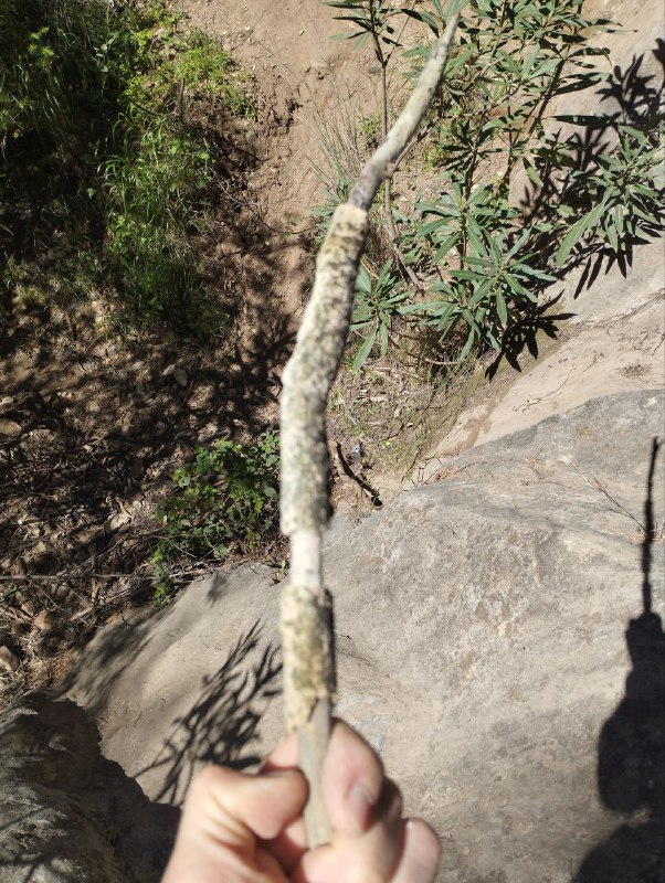 Petrifikace rozeb&iacute;r&aacute; evoluciPodle evolučn&iacute; geologie trv&aacute; dřevu miliony let, než zkamen&iacute;.Poku...