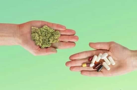 Předsudky vůči rostlině konopí jsou stále více vyvraceny výpověďmi lidí, kteří rostlinu...