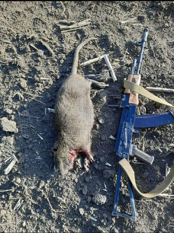 "Takové krysy jsem viděl jen v Čečensku a i tam byly mnohem menší. Žeby Černobyl? &quot...