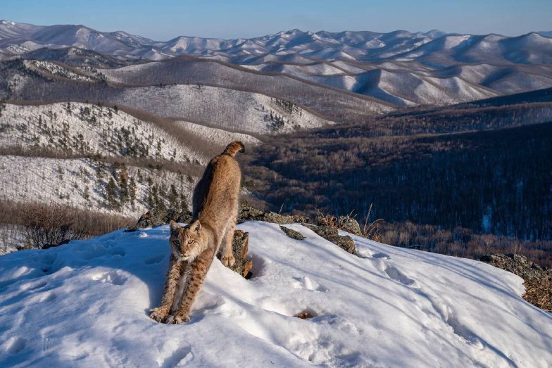 🇷🇺Ruský fotograf Igor Metelsky vyhrál soutěž Wildlife Photographer of the Year, jak inform...