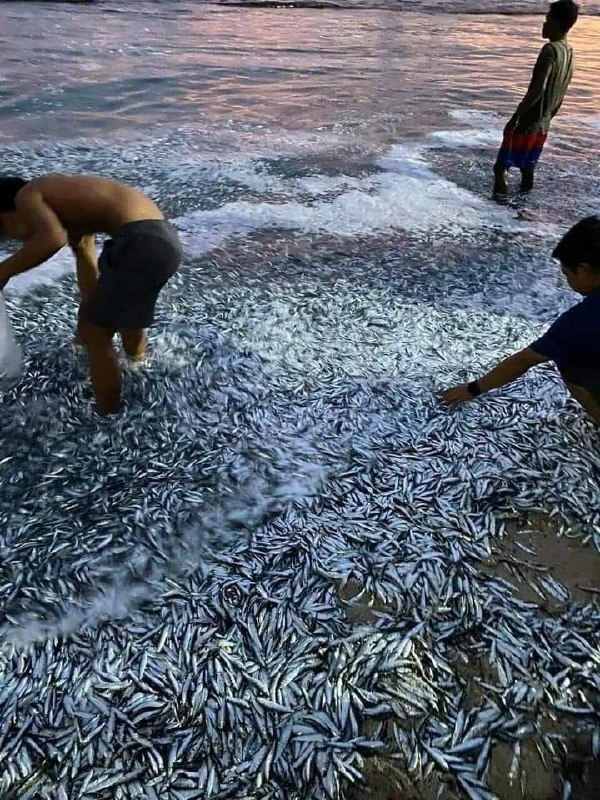RYBÍ MASO NA FILIPÍNÁCH, 7•01•24🇵🇭Ráno 7. ledna se na pláži Tinoto v obci Masim v pr...