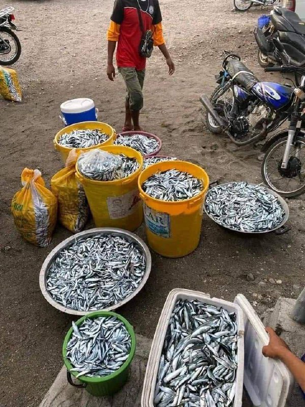 RYBÍ MASO NA FILIPÍNÁCH, 7•01•24🇵🇭Ráno 7. ledna se na pláži Tinoto v obci Masim v pr...