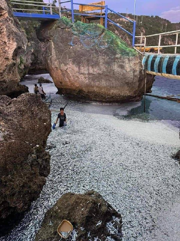 RYBÍ MASO NA FILIPÍNÁCH, 7•01•24🇵🇭Ráno 7. ledna se na pláži Tinoto v obci Masim v pr...