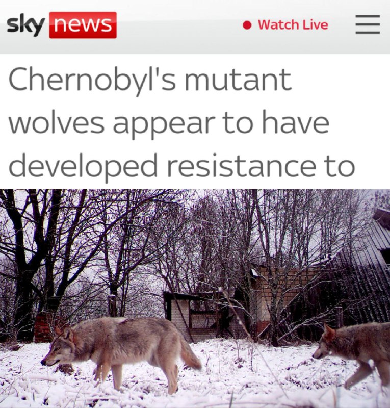 😮😮Studie zjistila, že u vlků mutantů, kteří žijí v Černobylu, se vyvinula odolnost vů...