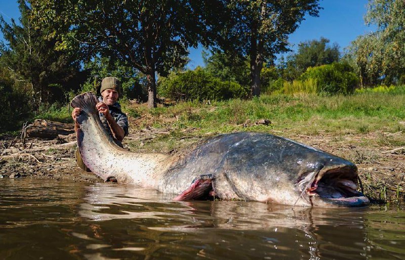 🐋🇨🇿V Česku ulovil rybář statného sumce o délce 2,64 metru - větší ryba se v tuzemsk...