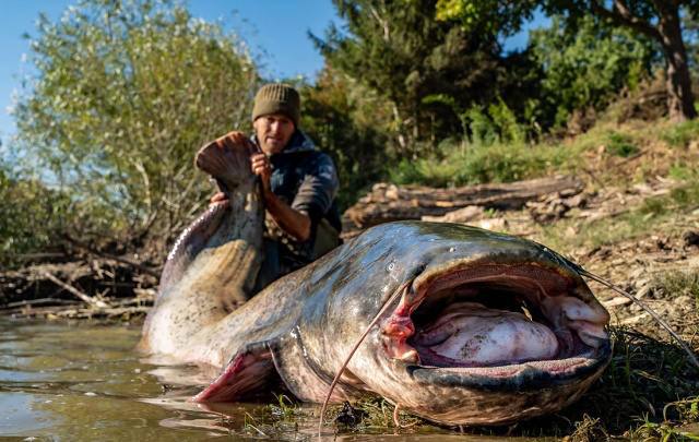 🐋🇨🇿V Česku ulovil rybář statného sumce o délce 2,64 metru - větší ryba se v tuzemsk...