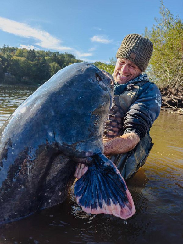 🐋🇨🇿V Česku ulovil rybář statného sumce o délce 2,64 metru - větší ryba se v tuzemsk...