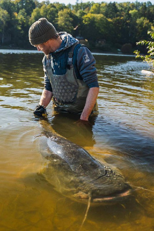 🐋🇨🇿V Česku ulovil rybář statného sumce o délce 2,64 metru - větší ryba se v tuzemsk...