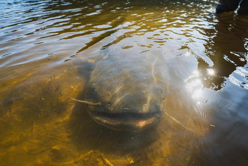 🐋🇨🇿V Česku ulovil rybář statného sumce o délce 2,64 metru - větší ryba se v tuzemsk...