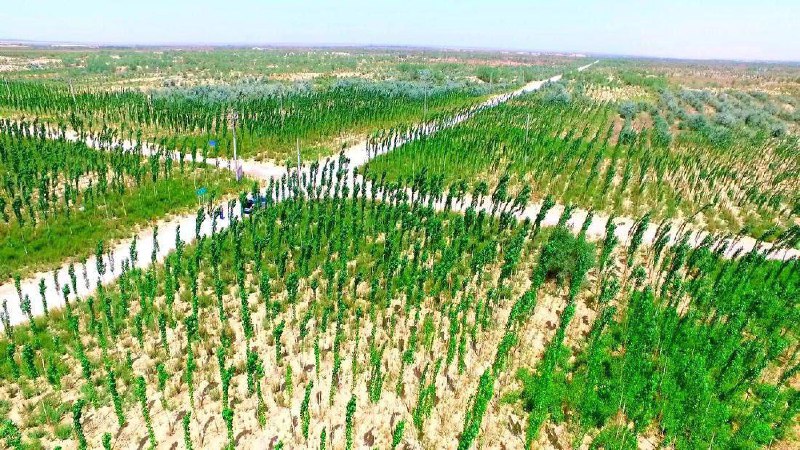 🇨🇳 V Číně pokračuje projekt Zelená zeď, který zahrnuje výsadbu milionů stromů v pou?...