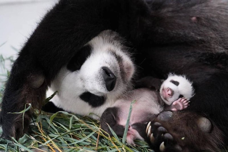 V moskevské zoo se narodilo mládě pandy - to je velmi vzácná věc.  Dobrou náladu všem přeje...