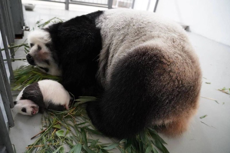 V moskevské zoo se narodilo mládě pandy - to je velmi vzácná věc.  Dobrou náladu všem přeje...