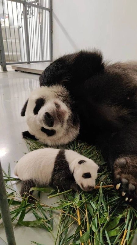 V moskevské zoo se narodilo mládě pandy - to je velmi vzácná věc.  Dobrou náladu všem přeje...