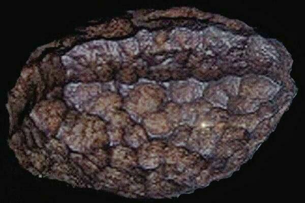 V roce 1885 při těžbě hnědého uhlí v Rakousku žasli vědci po celém světěod objevu slavn?...