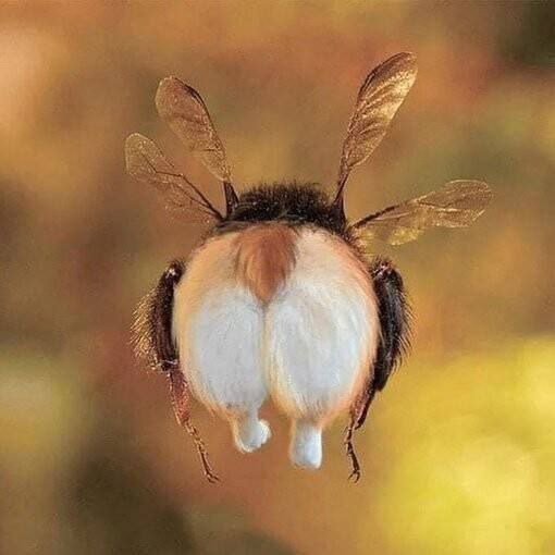 Ve vesmírném vědeckém centru NASA je plakát o včelách, který říká: "Efektivní tělo...